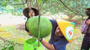 Wisata Petik Buah Hortimart Agro Center