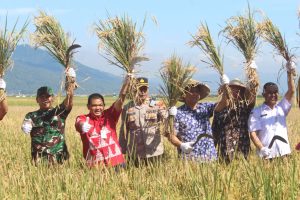 Dukung Ketahanan Pangan, Dandim Panen Raya Padi Di Kecamatan Tuntang