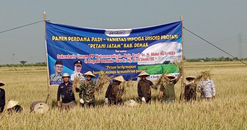 Pertama Kalinya Jatam Jateng Panen Raya di Demak