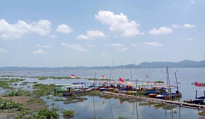 Cegah Pencemaran di Rawapening, Tebar 50 Ribu Benih Ikan